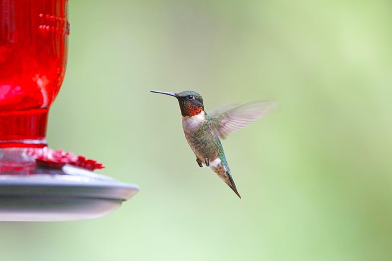 Recycled Bird Feeders
